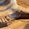  Caryatids foot